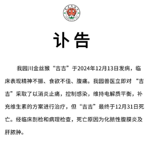 重庆金丝猴吉吉离世，生命的哀歌与自然的沉思