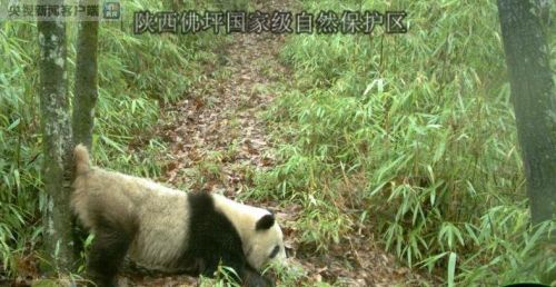 陕西佛坪野生大熊猫现身，自然奇迹的诞生