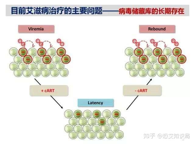 法艾滋病感染者实现功能性治愈，突破与挑战的探讨