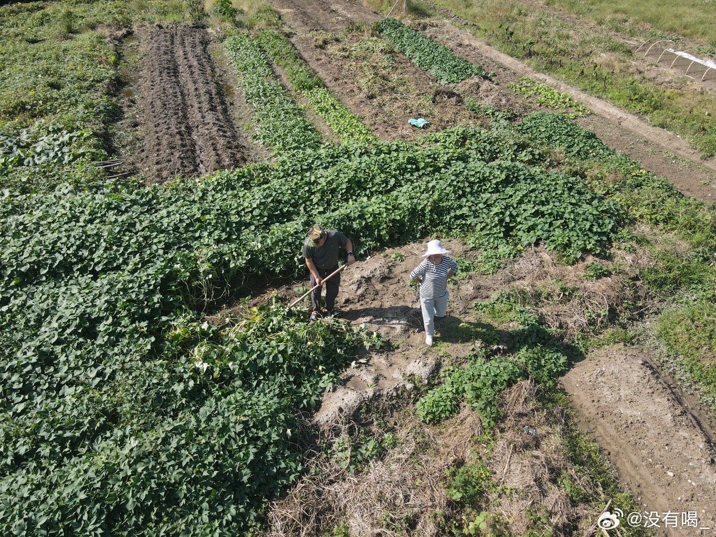 为给上级拍照打卡 花10万假装种番薯