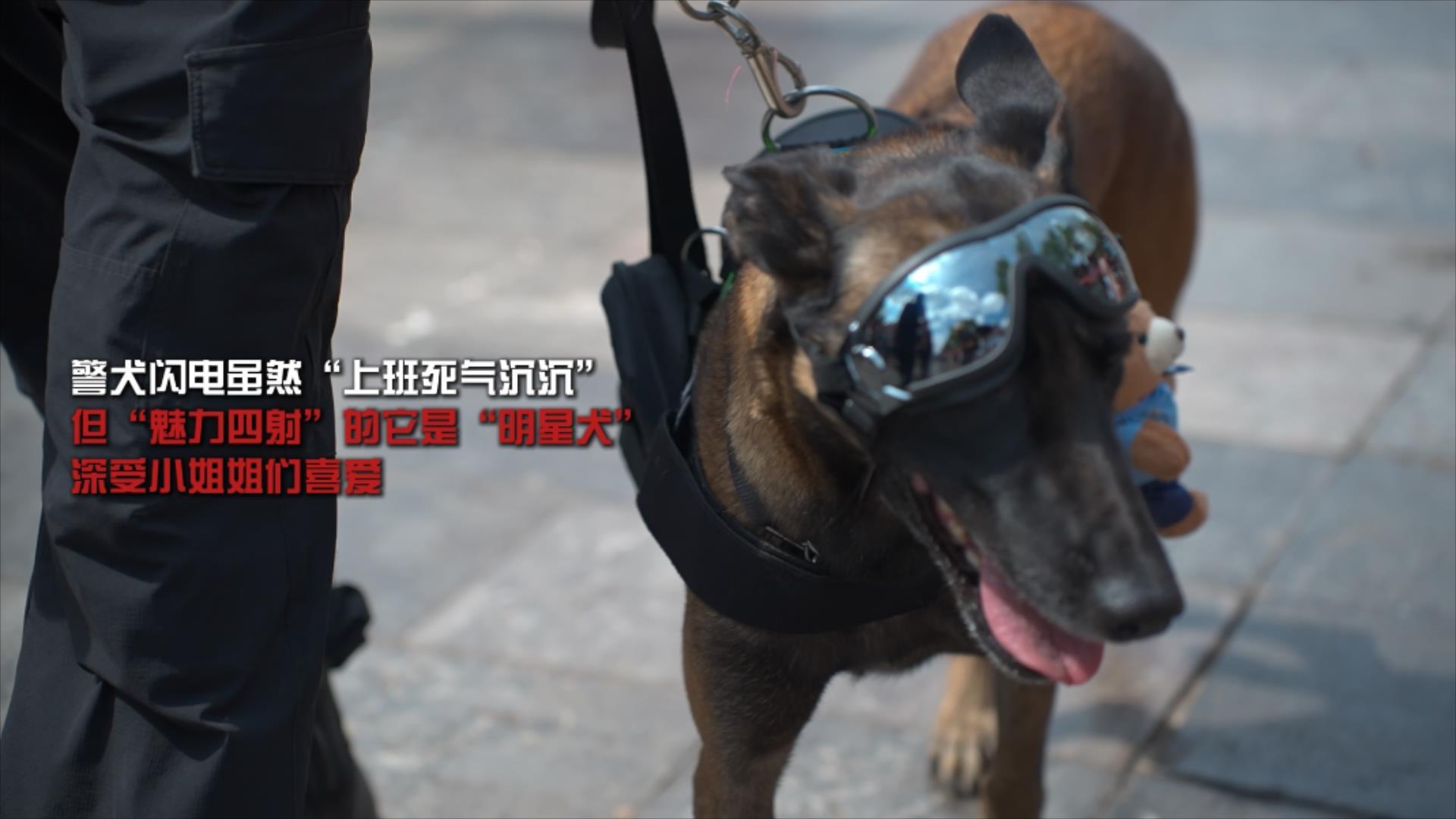 警犬失职事件，点名通报批评与深刻反思