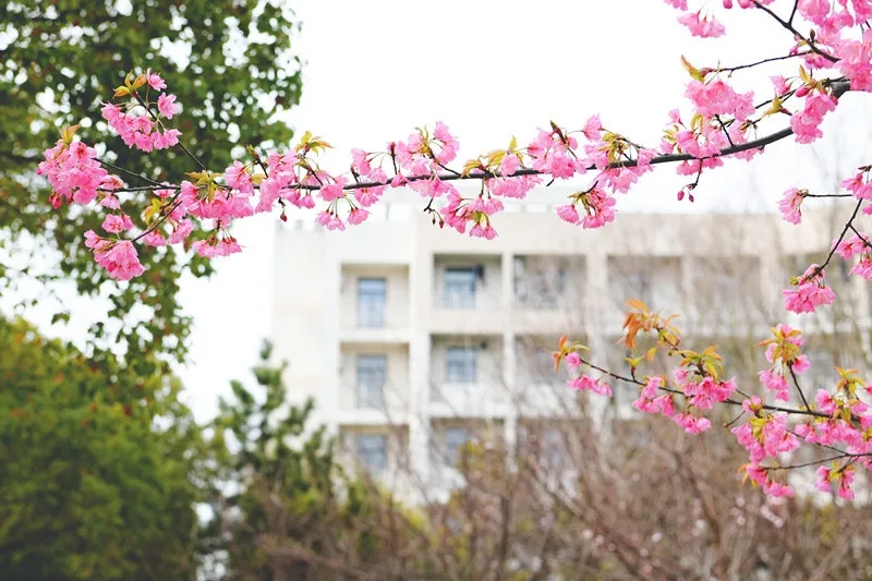 东风携春意，枝上花开时